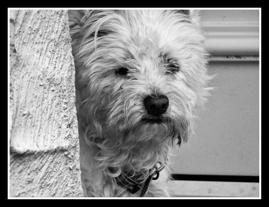 My_Old_Westie