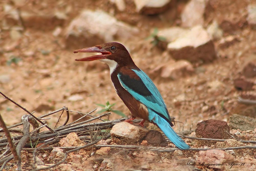 Mysore Birds