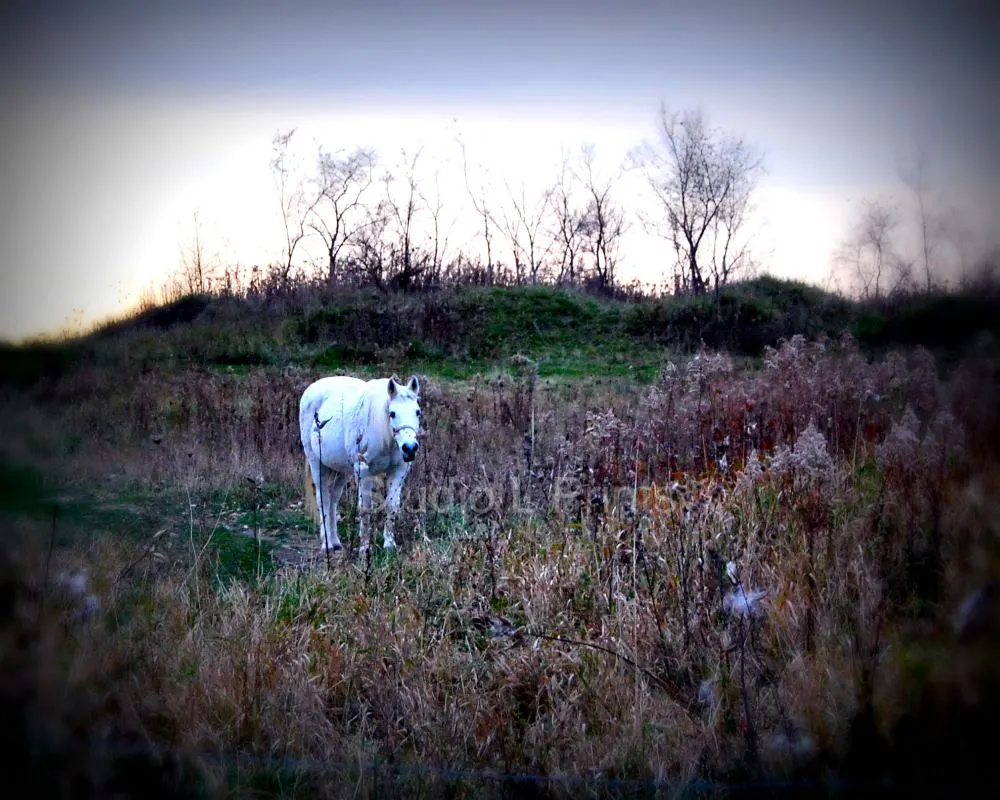 Mystical Horse