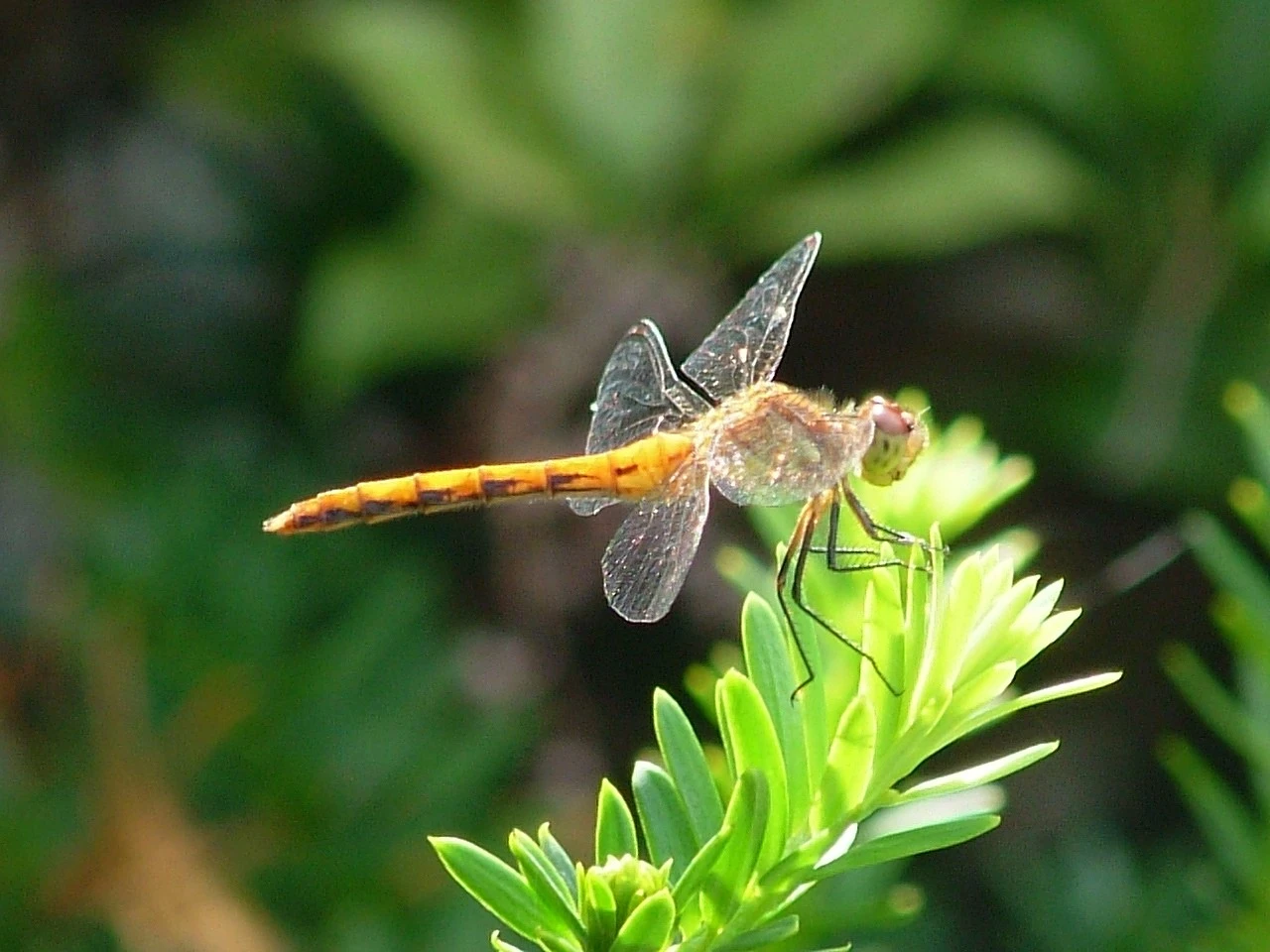 Nature_009