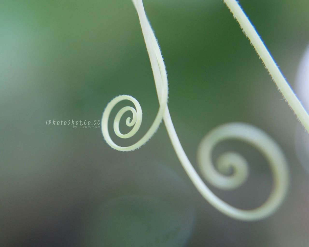 Nearly of the color of nature