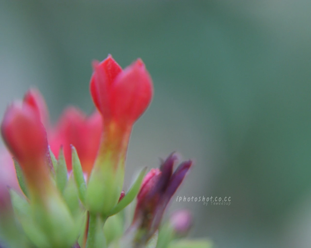 Nearly of the color of nature