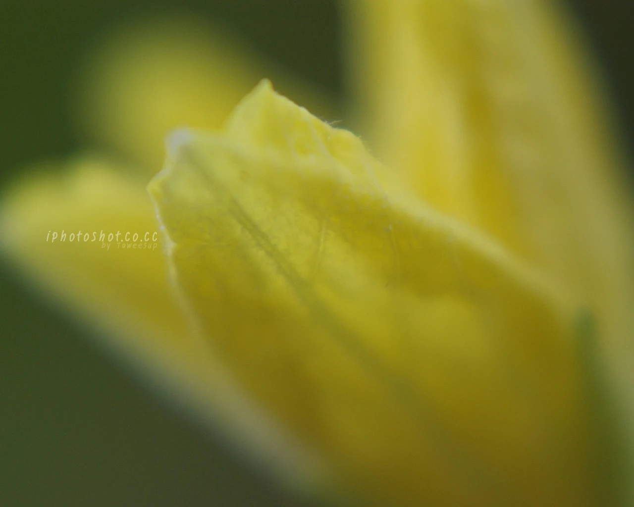 Nearly of the color of nature