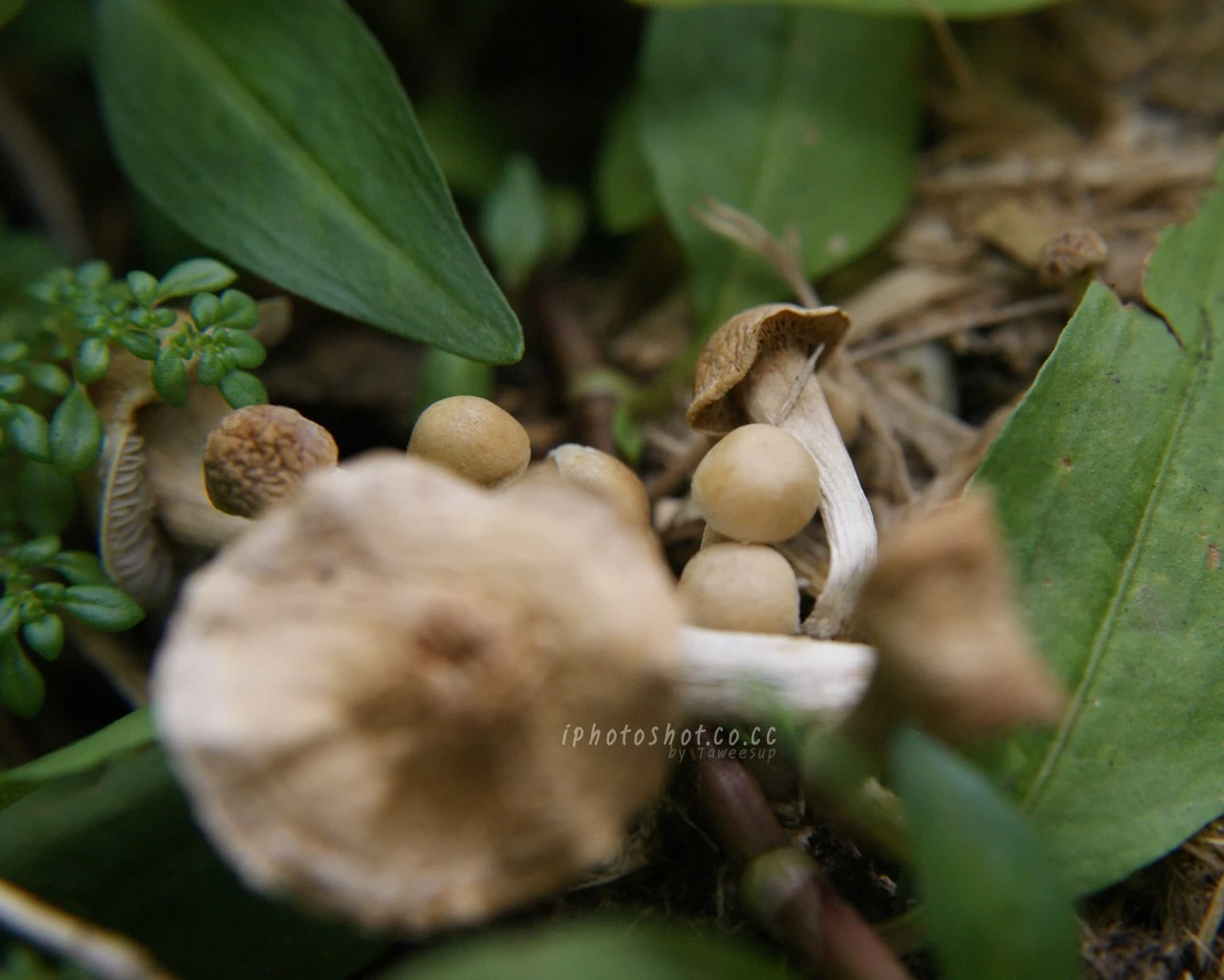 Nearly of the color of nature