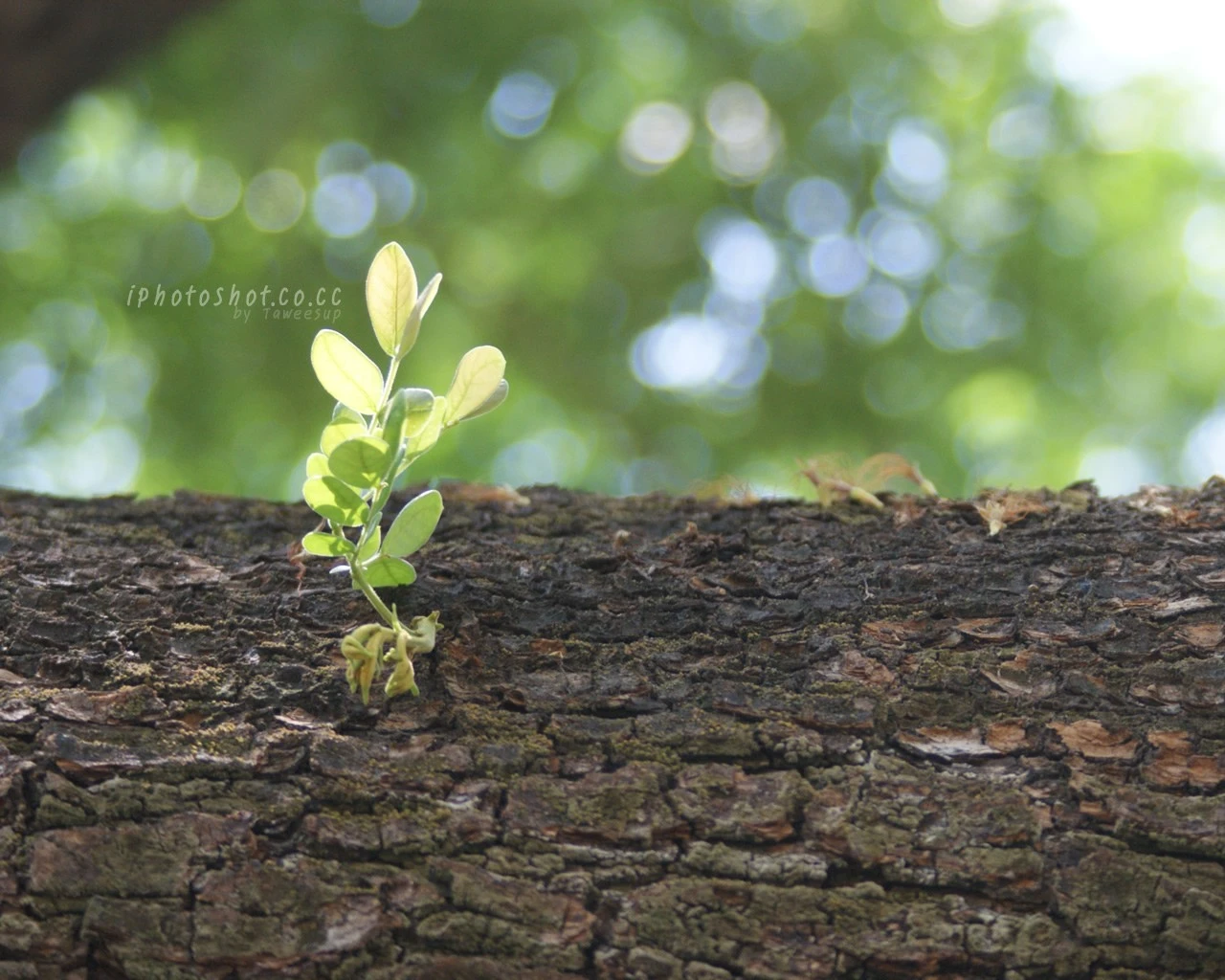 Nearly of the color of nature