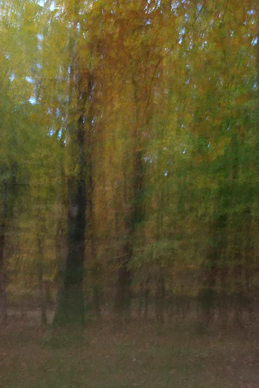 New Forest - Abstract