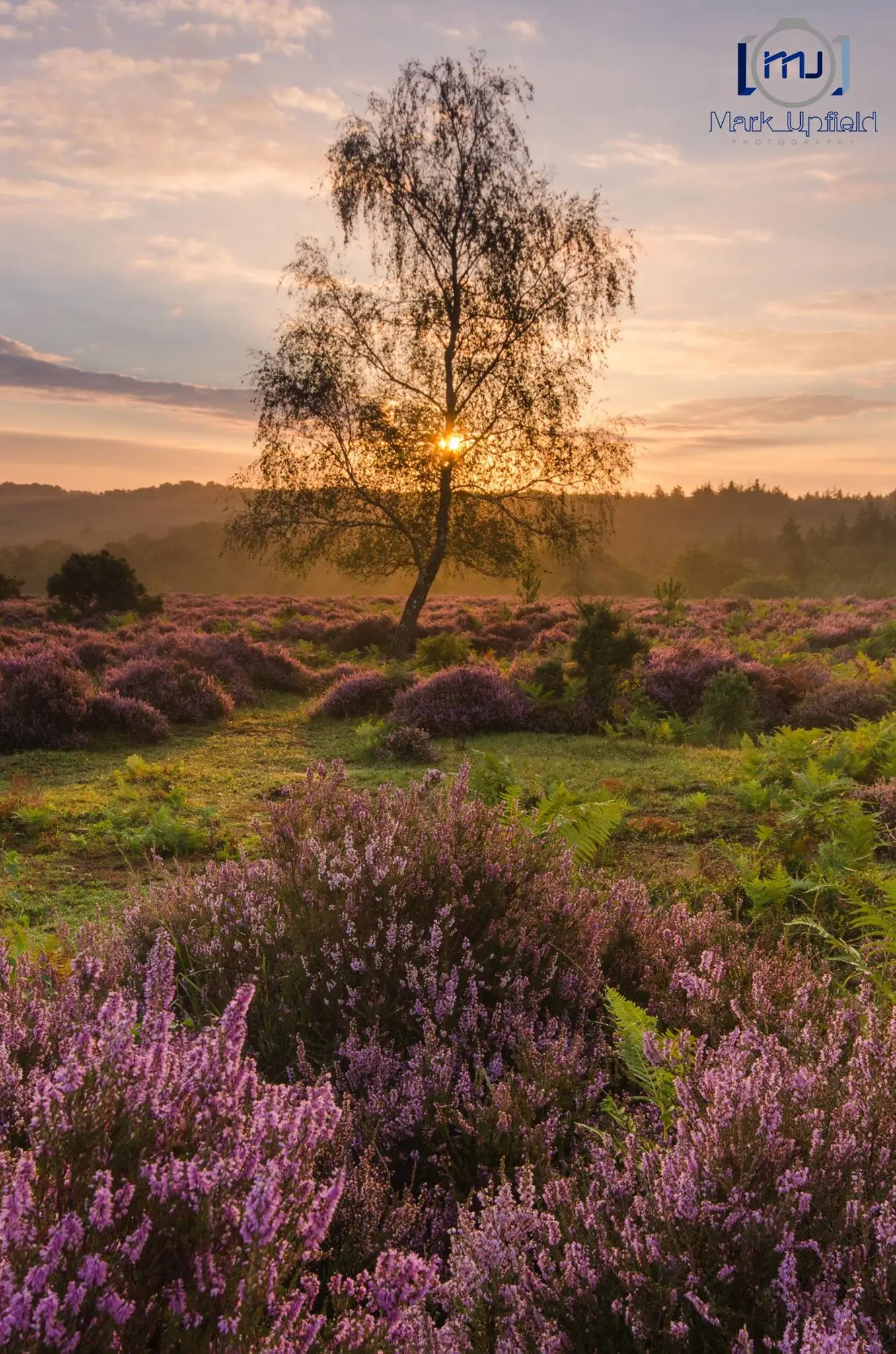 New Forest National Park