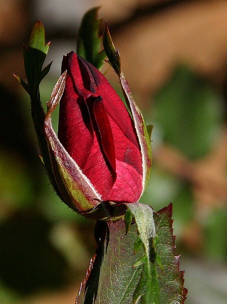 New Rose Bud
