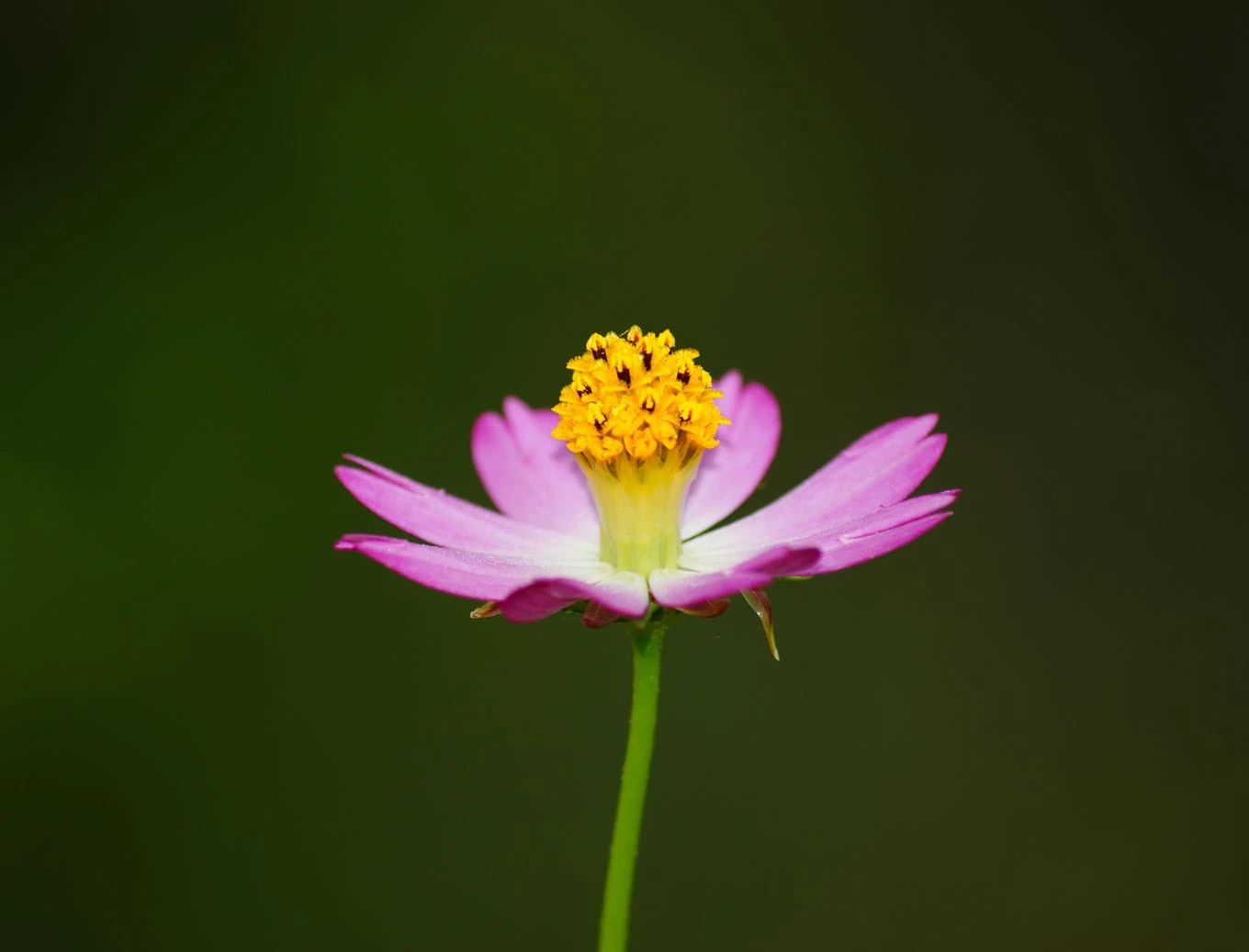 Newbie Captures...need advises