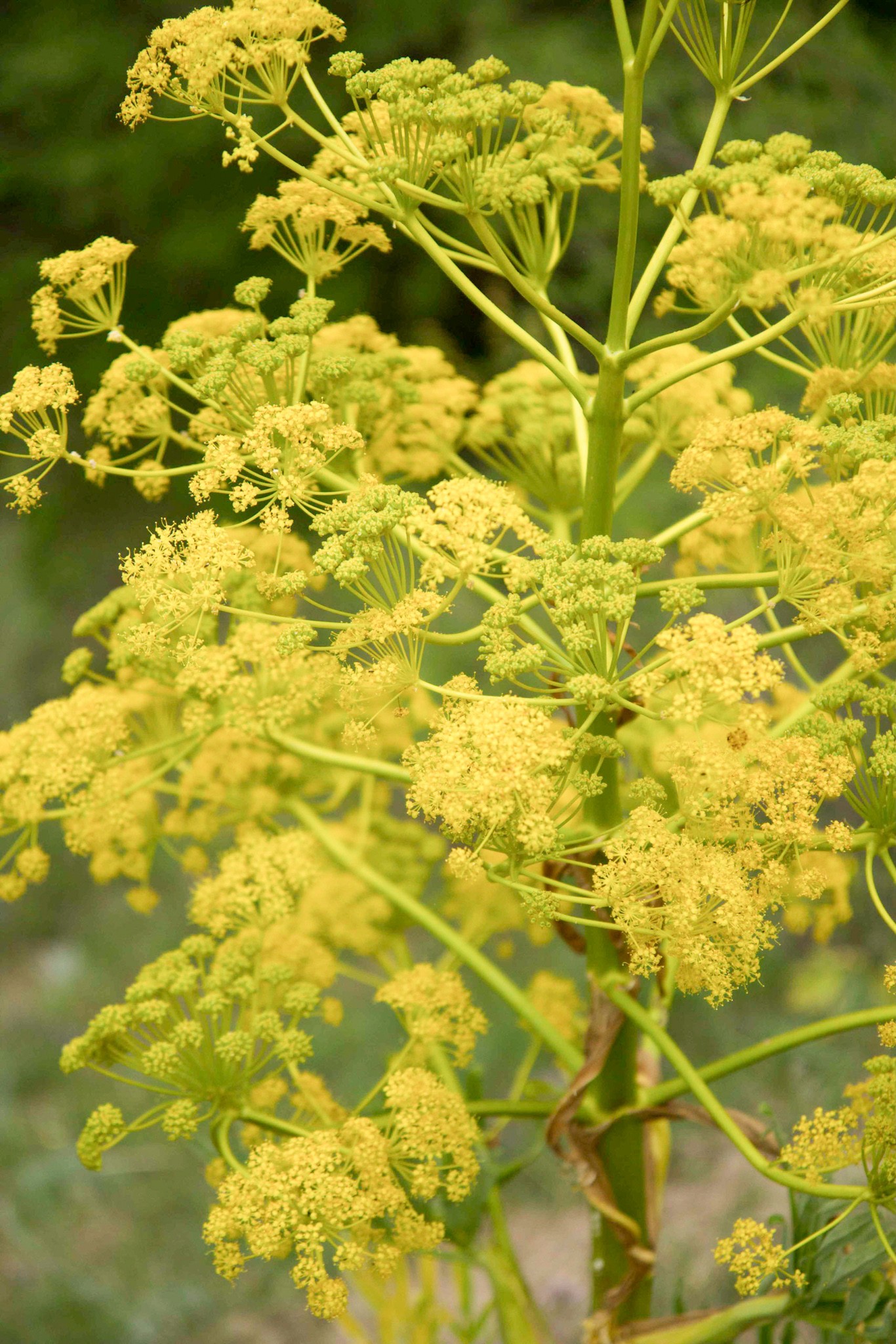 nicolasnico's flowers