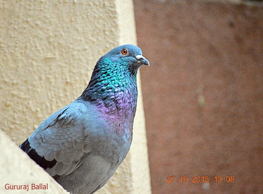Nikon D3200