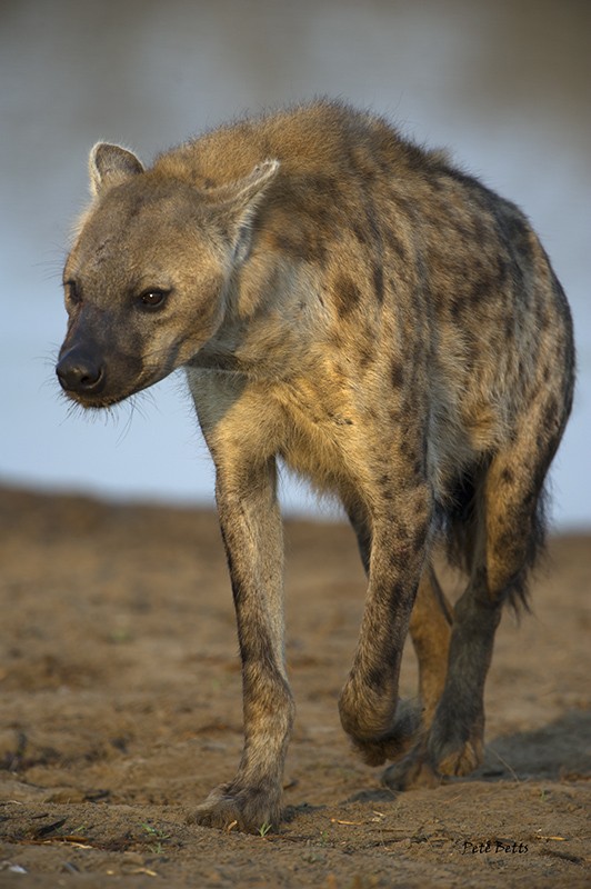 Nkaya Pan Hyena