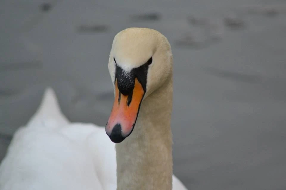 [No title]