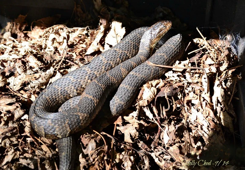 Northern Water Snake