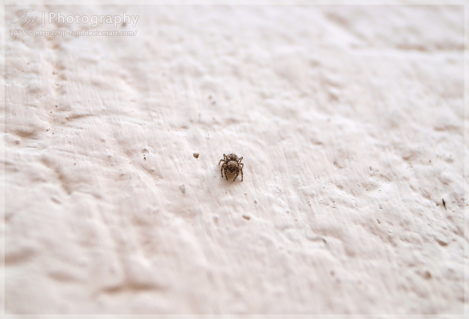 'nother Tiny Jumping Spider