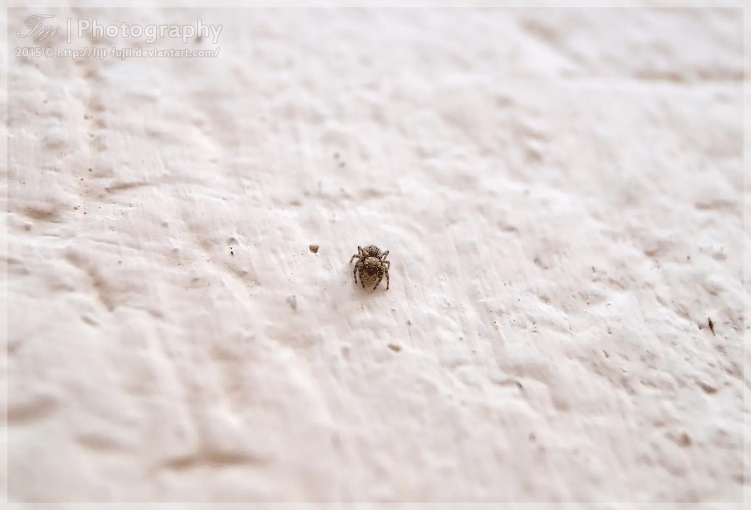 'nother Tiny Jumping Spider