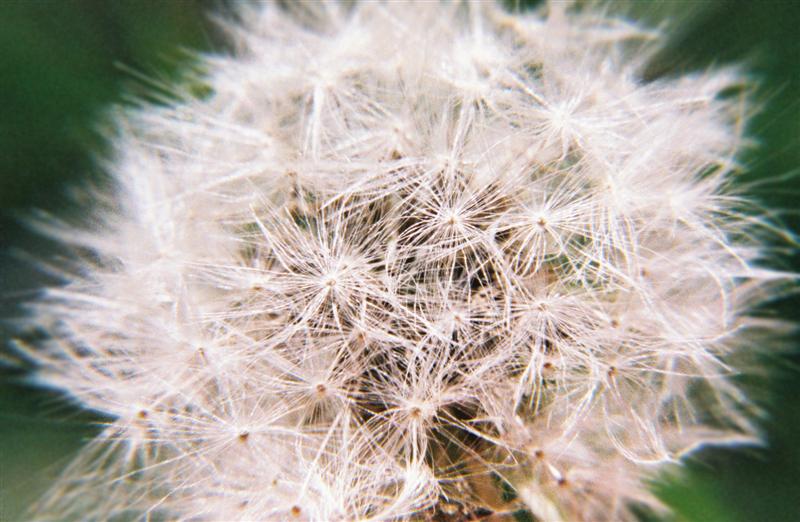 novphoto28-Taraxacum Clock