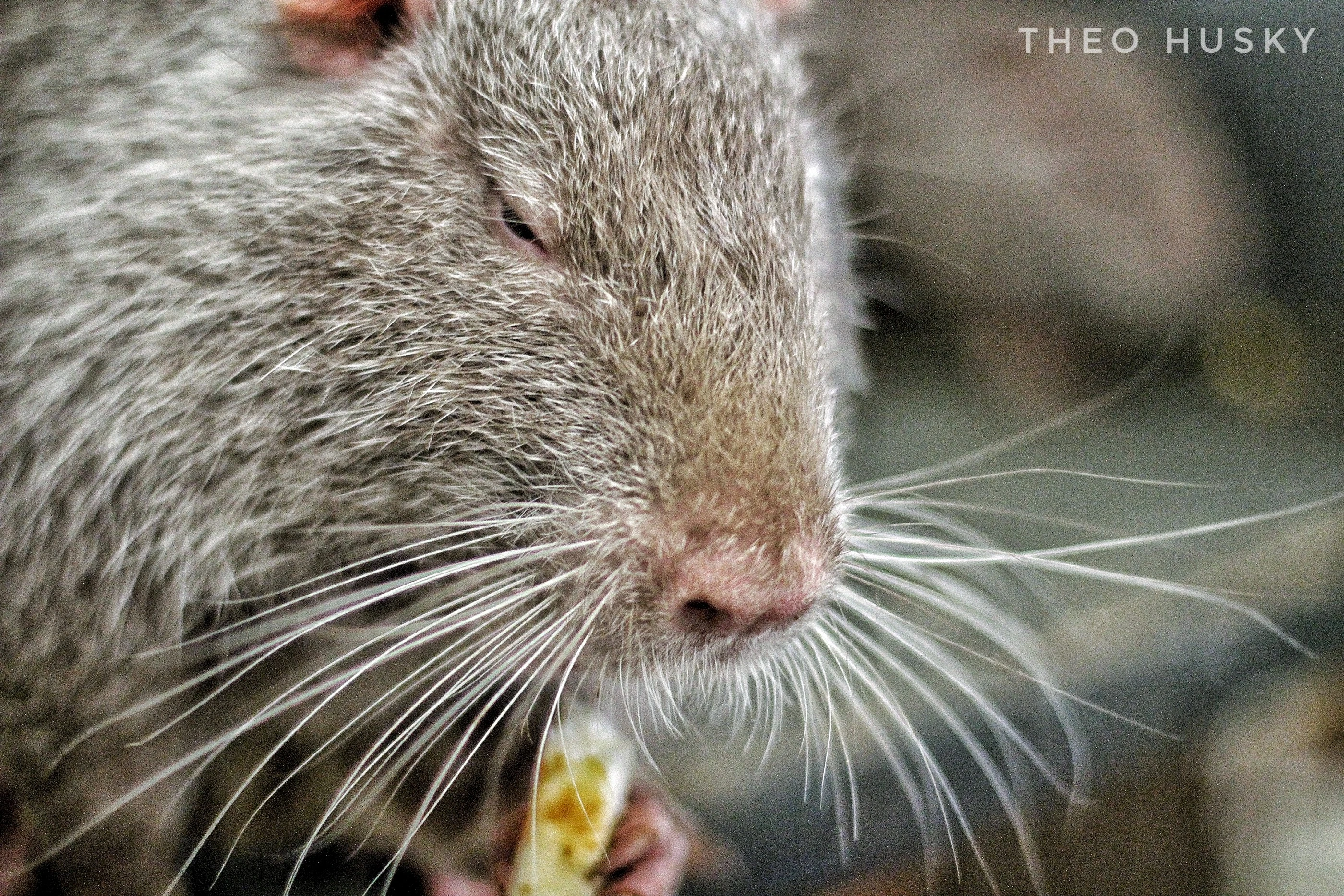 Nutria