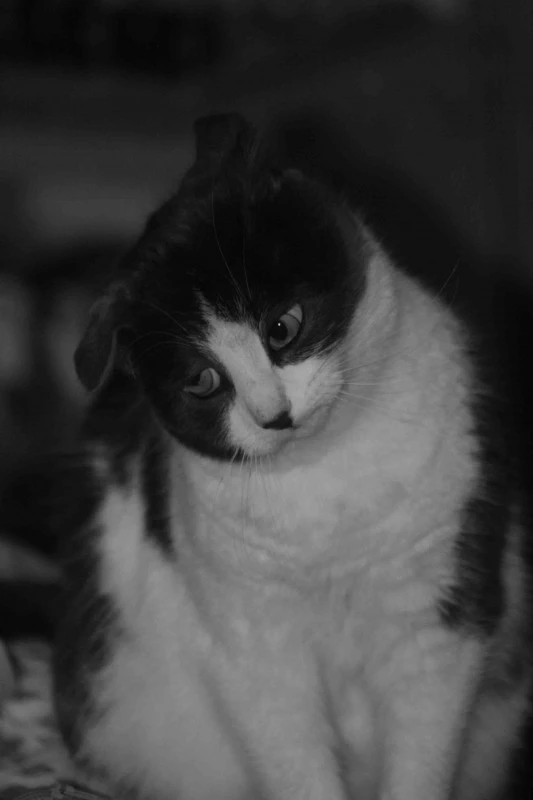Oct08Photo43-Cat
