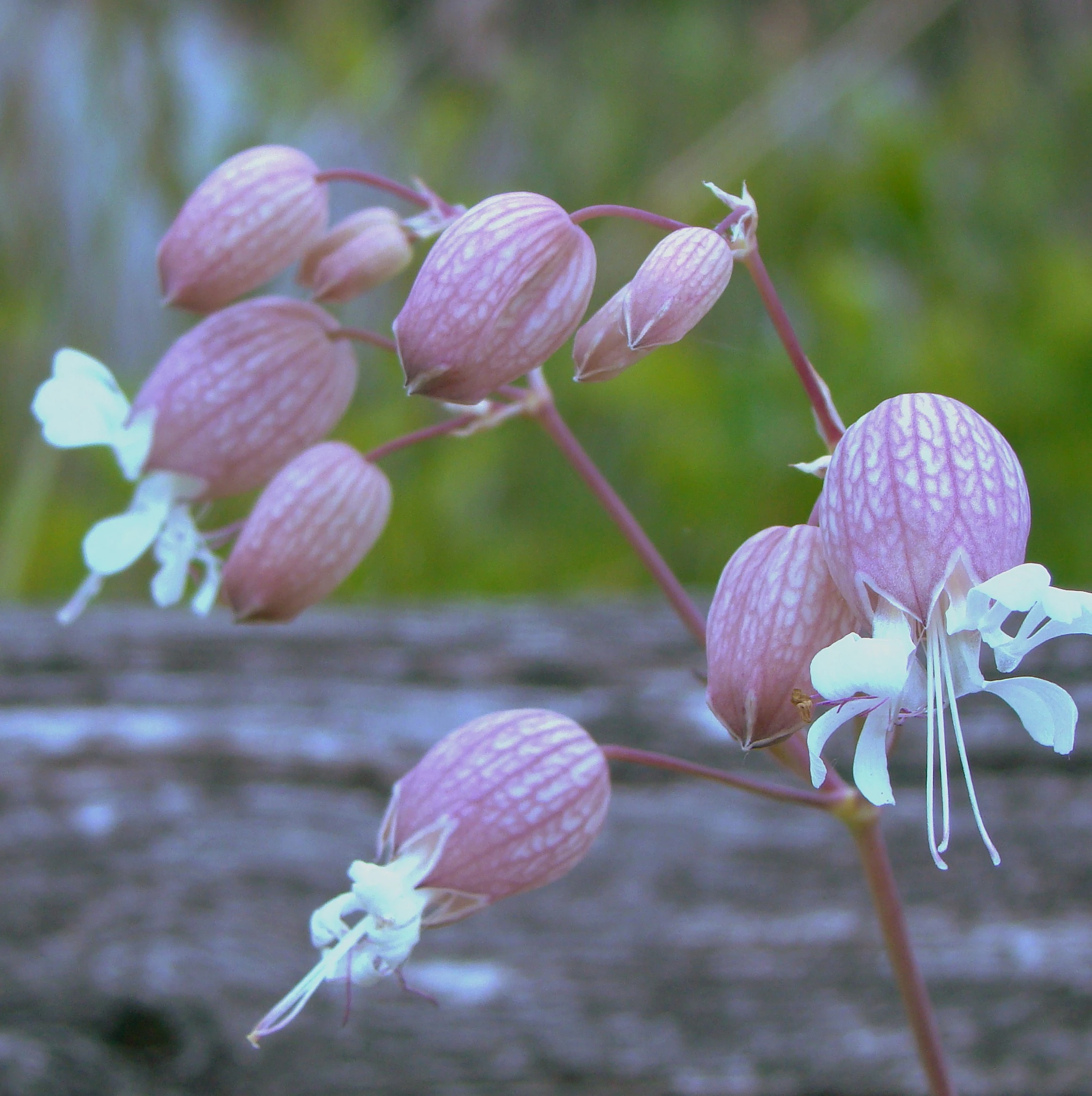 Odd Flower