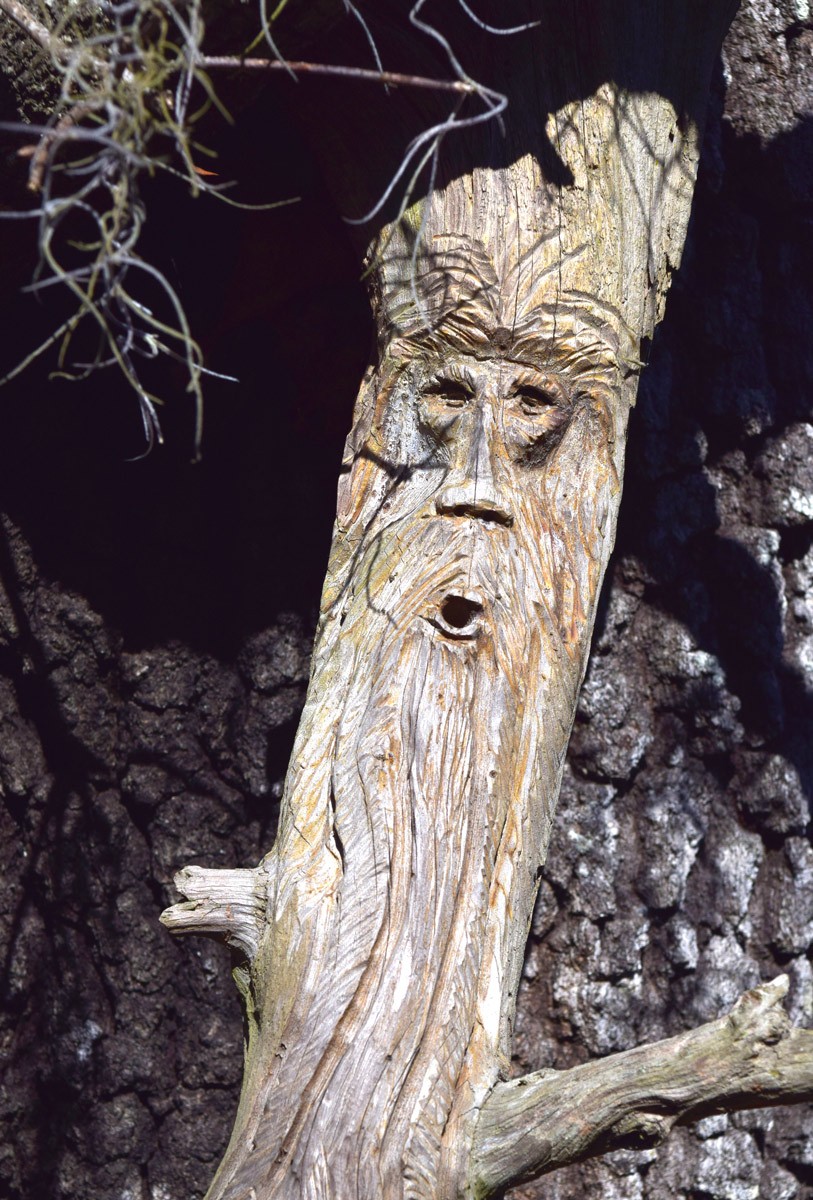 Old man of the tree