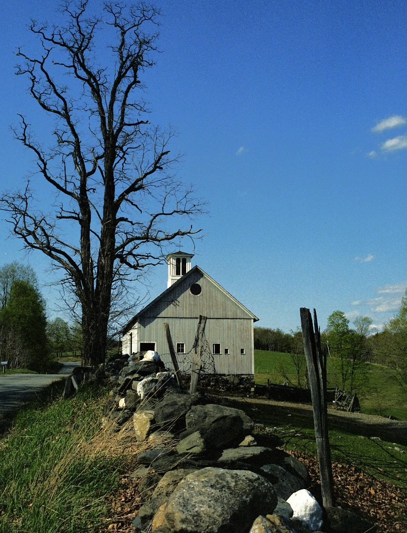 Old Vermont Tree