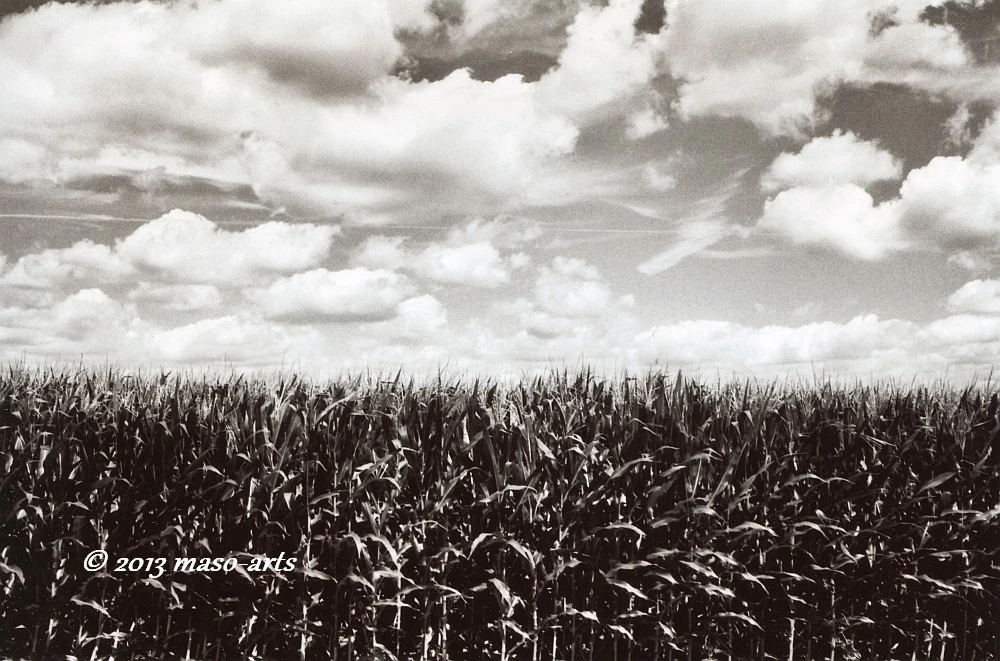 One Day in Summer (Corn)