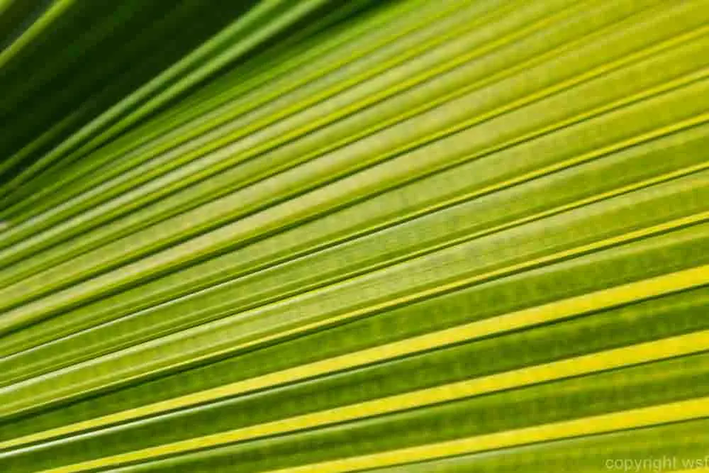 One green leaf structure background