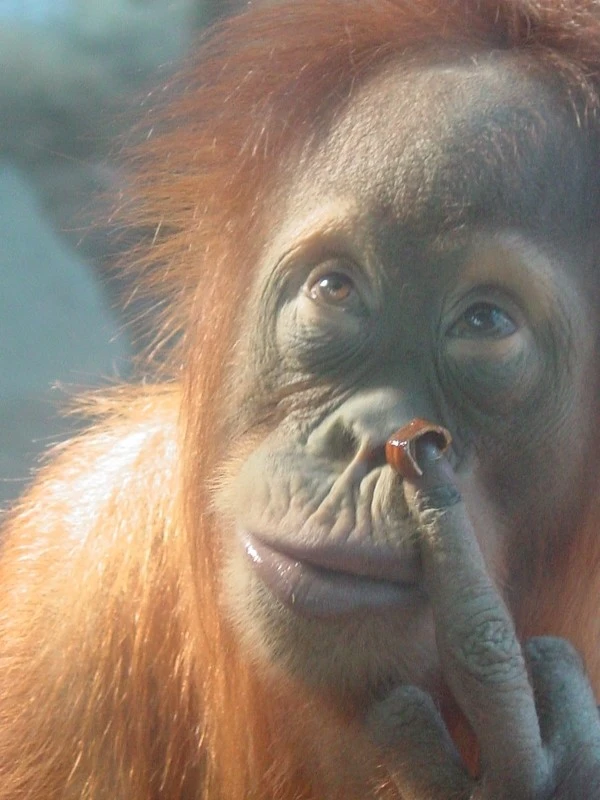 Orang with Attitude