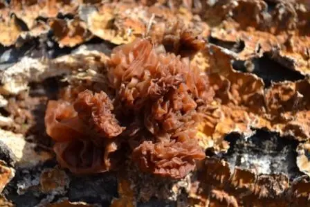 Orange Log Mushtoom