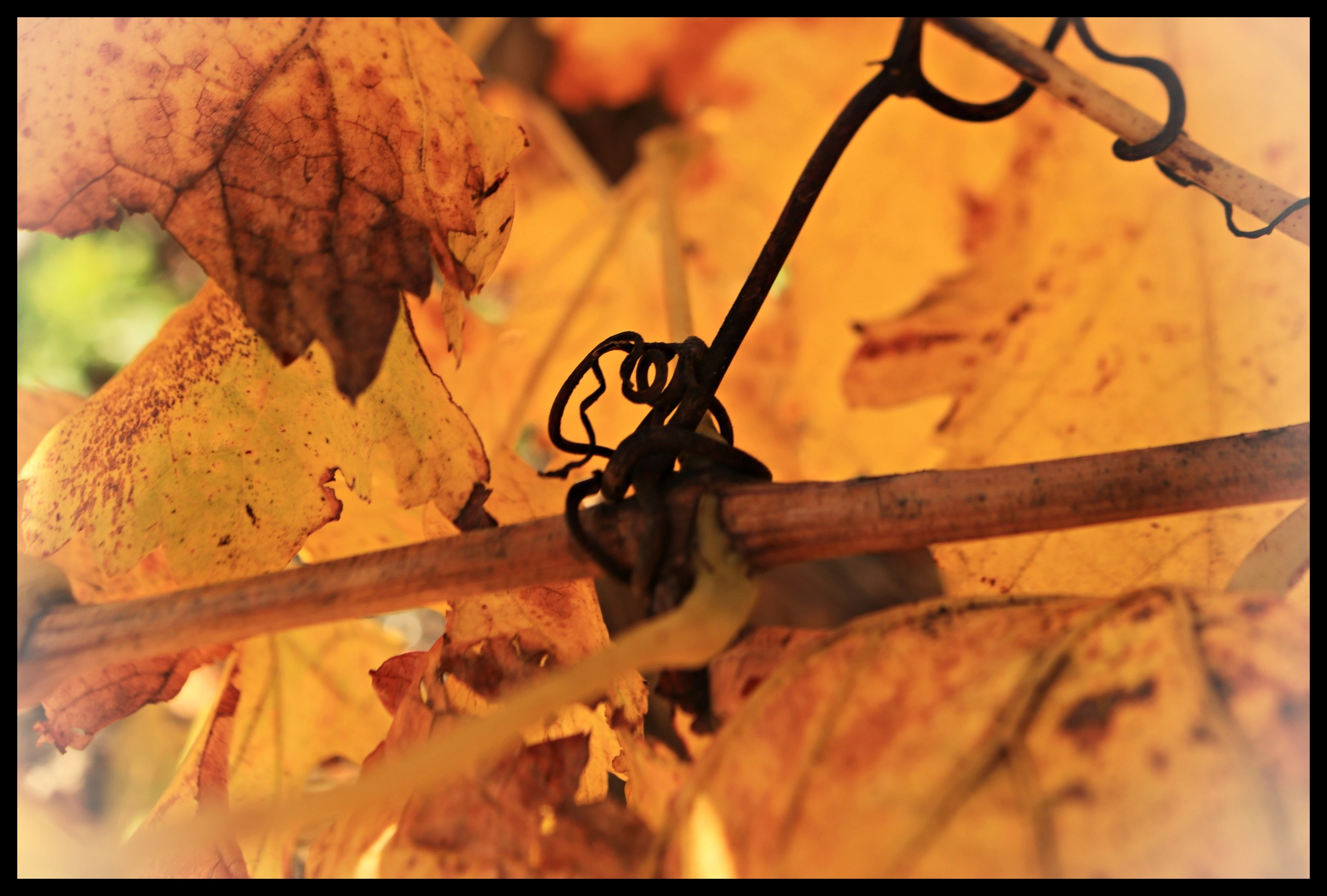 Orange Vines Narrogin
