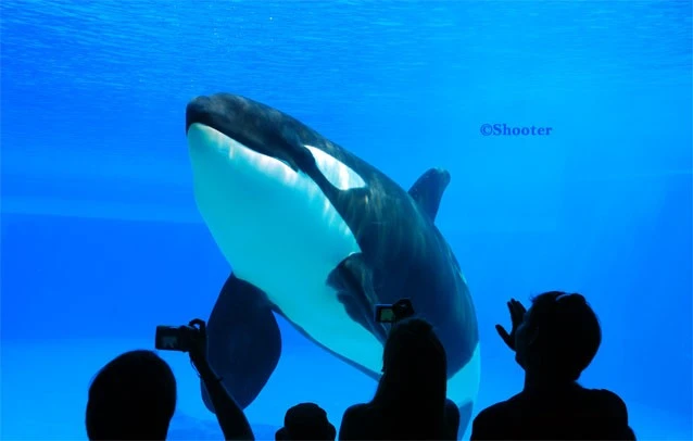 Orca