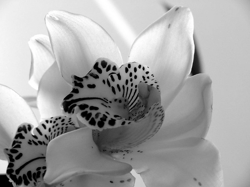 Orchid in Black and White