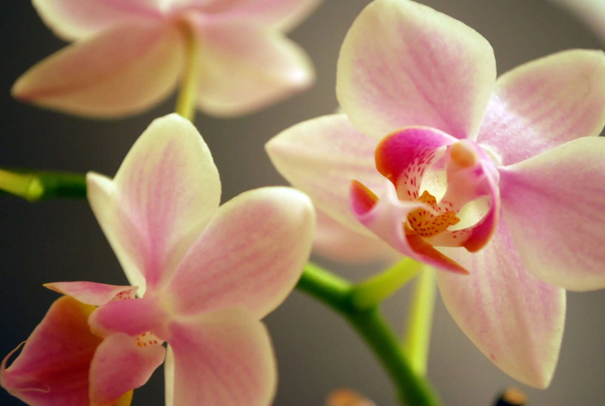 orchids are my fav