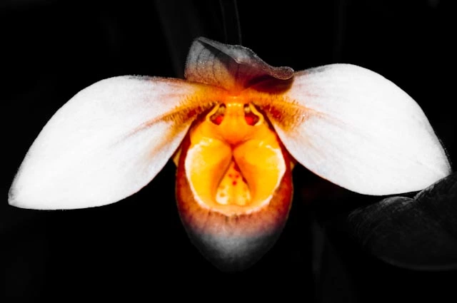 Orchids
