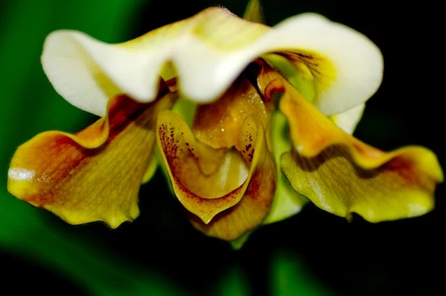 Orchids