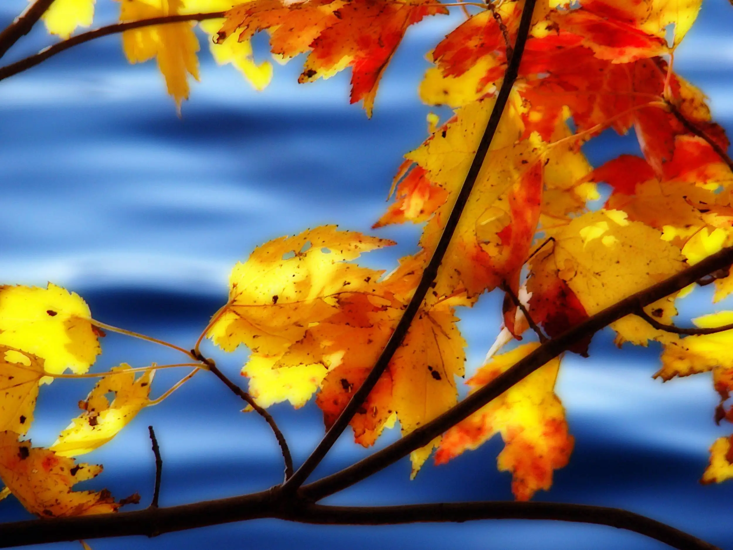 Orton Leaves