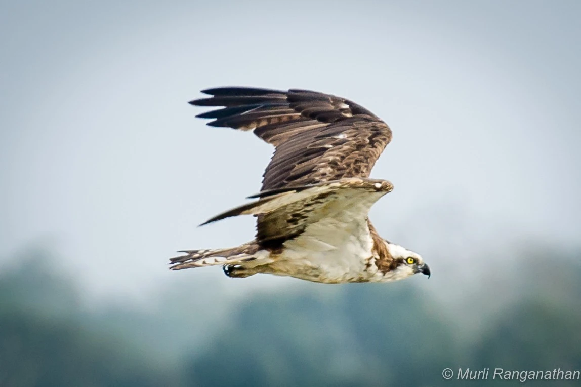 Osprey at eye level