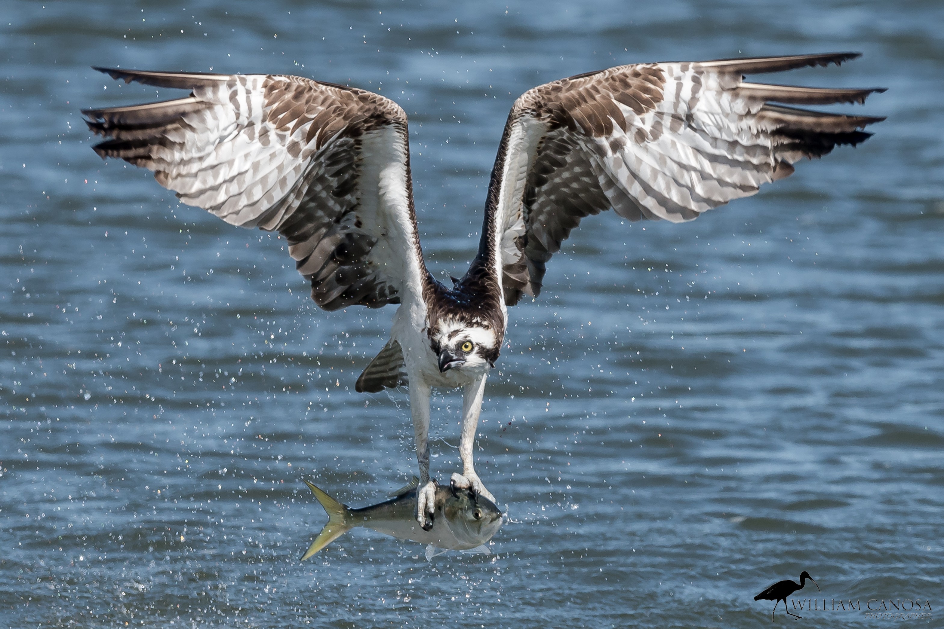 Osprey & Bunker