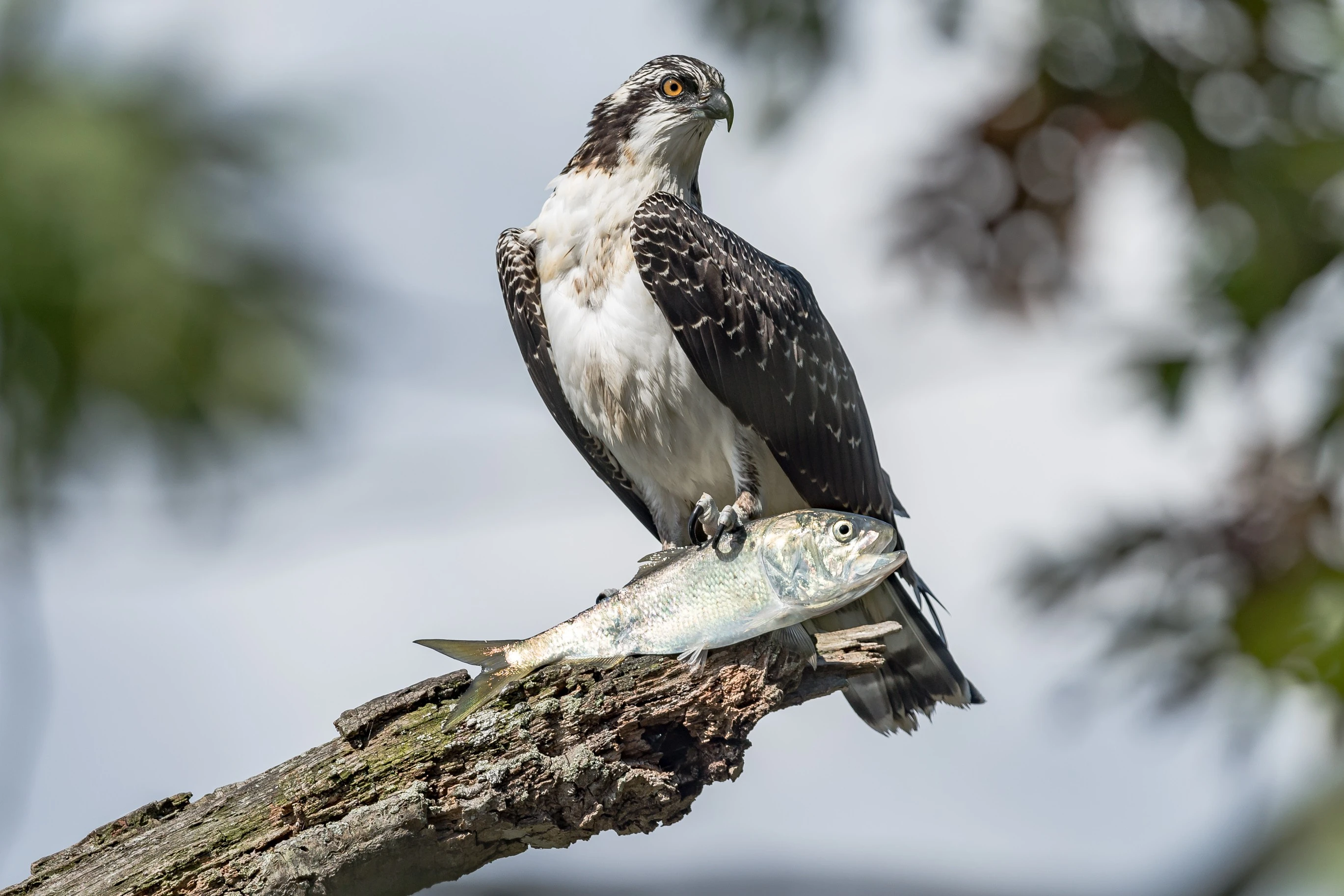 Osprey & Bunker