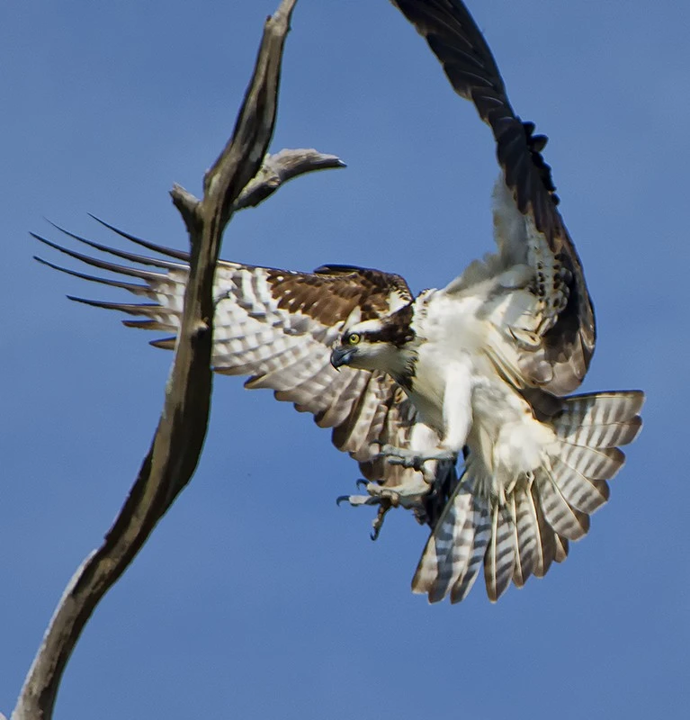 Osprey Landing
