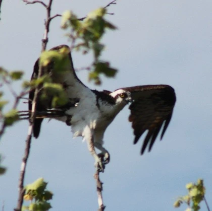 Osprey