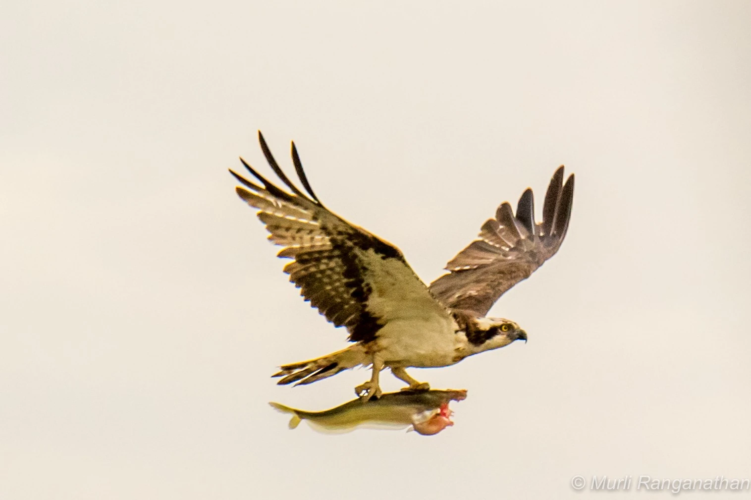 Osprey