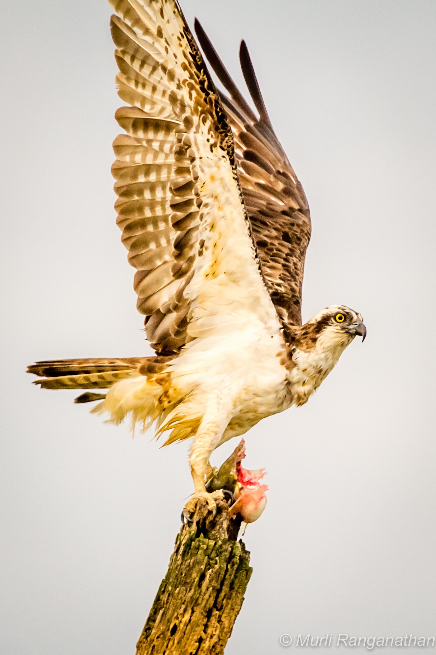 Osprey