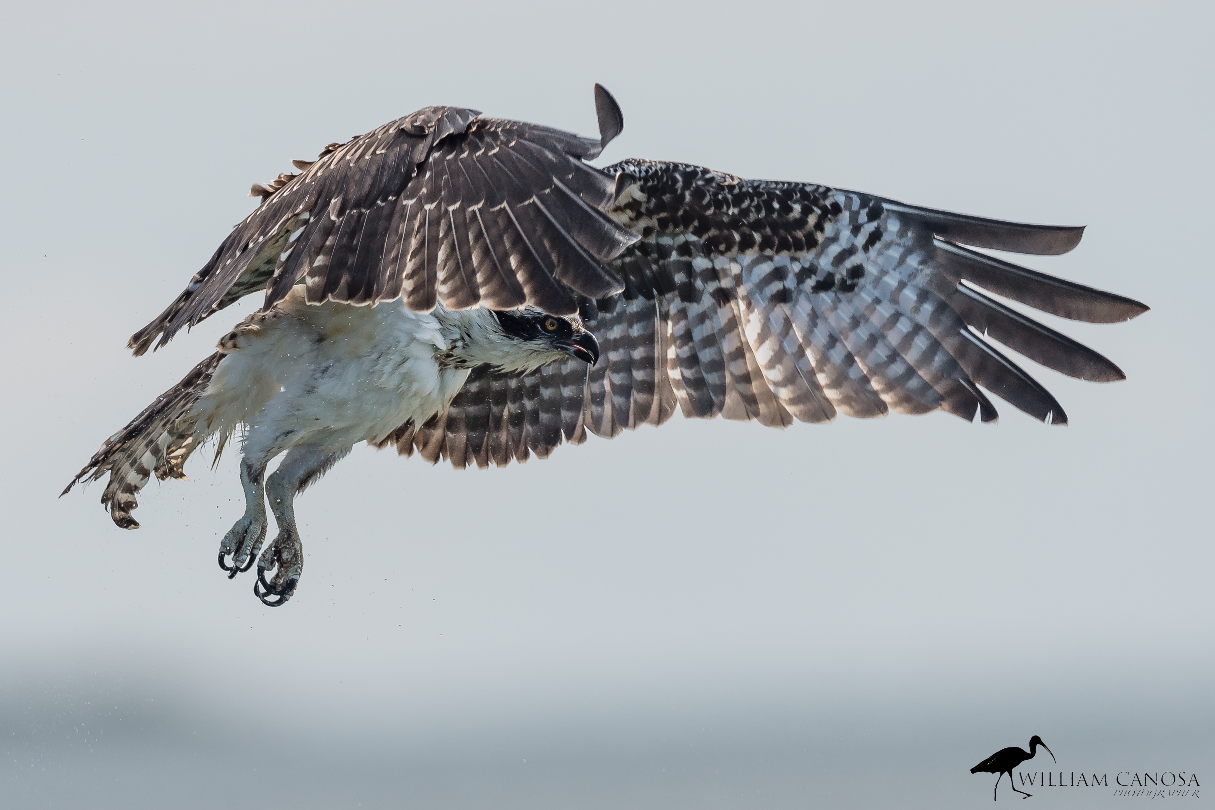 Osprey