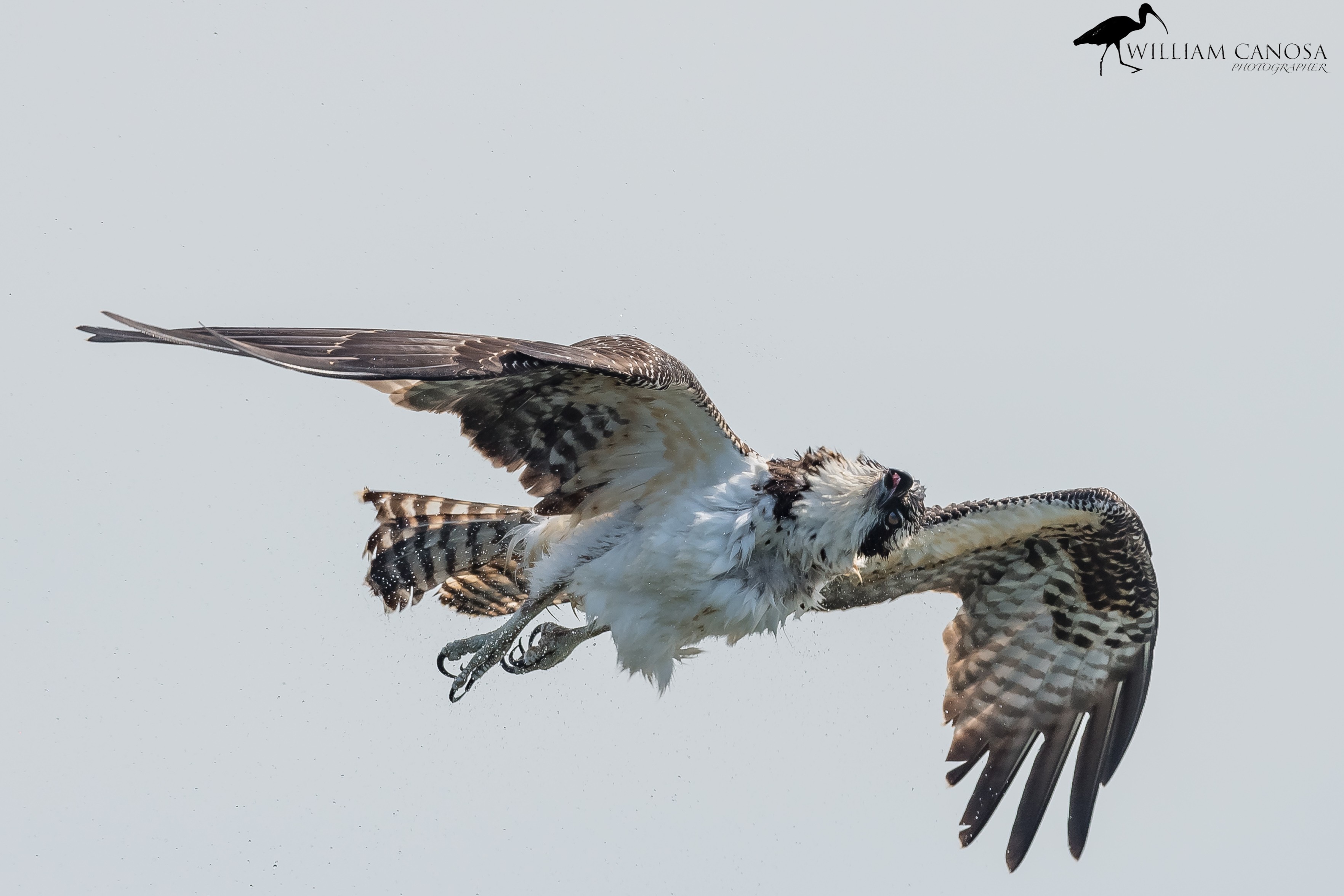 Osprey