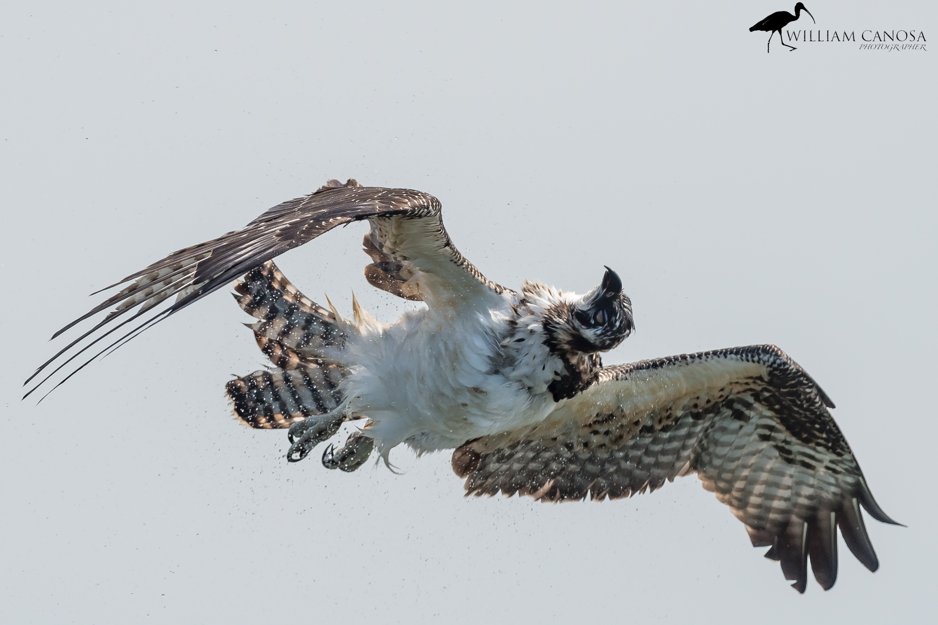 Osprey