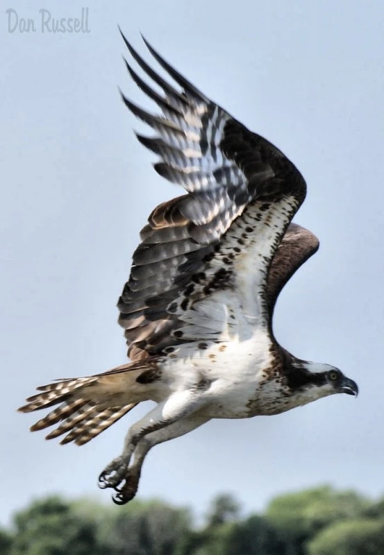 Osprey