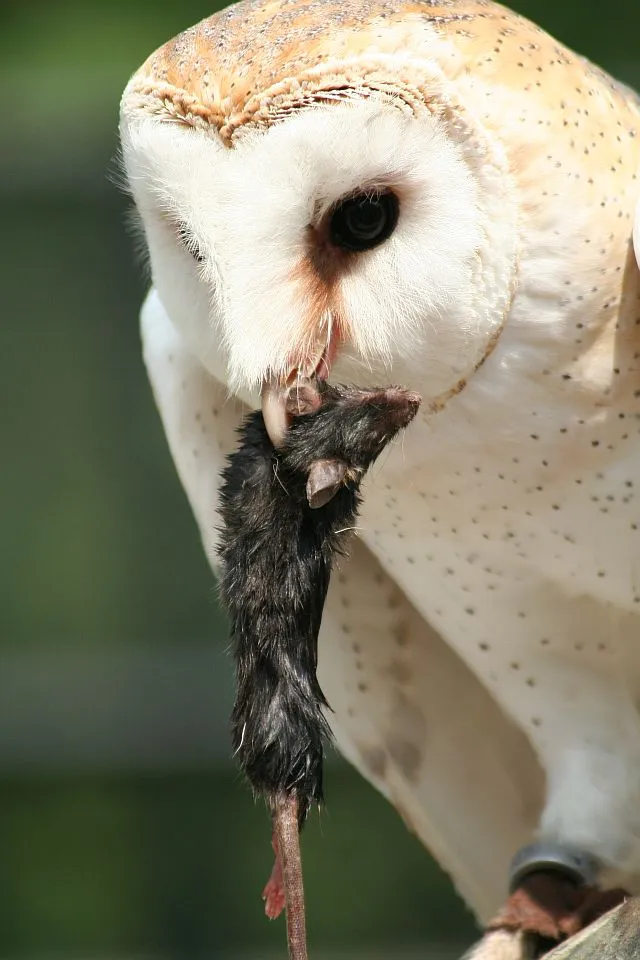 Owl having lunch