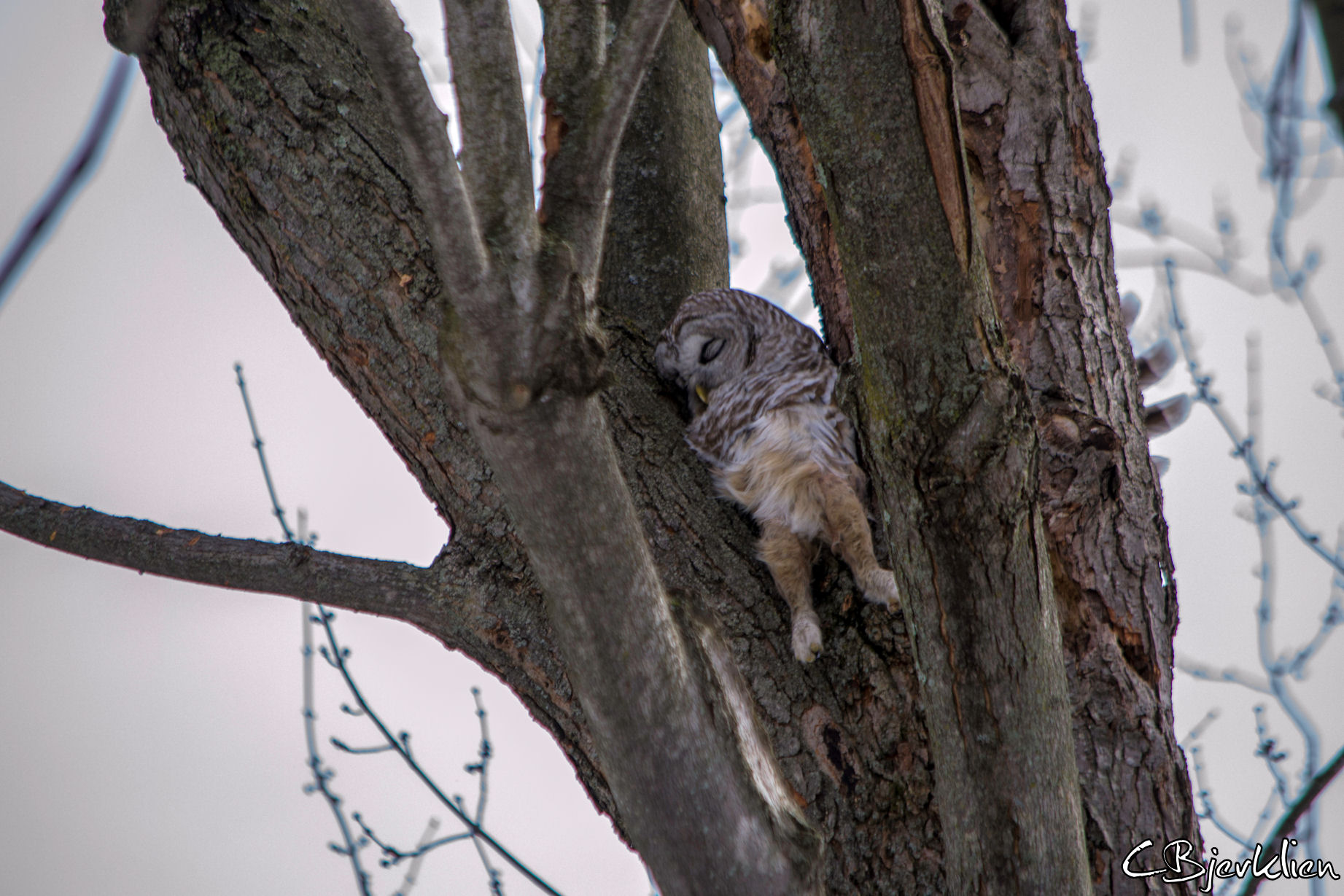 owl trying to catch a squirl